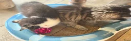 Mixed Breed cats for sale: GORGEOUS MAINE COON X PERSIAN KITTENS  - Advert 26