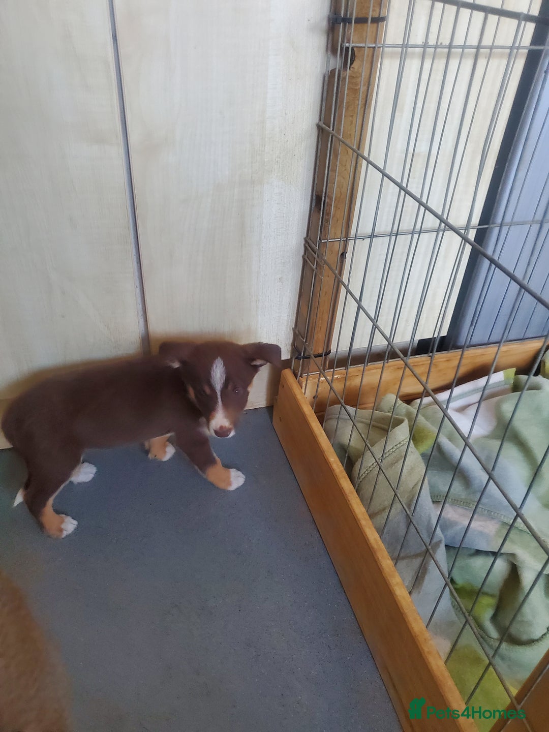 Mixed Breed dogs for sale: Huntaway cross border collie pups - Image 5