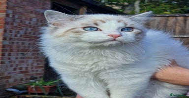 Ragdoll cats - Advert 8