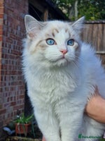 Ragdoll cats - Advert 6