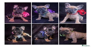 French Bulldog dogs - Advert 7