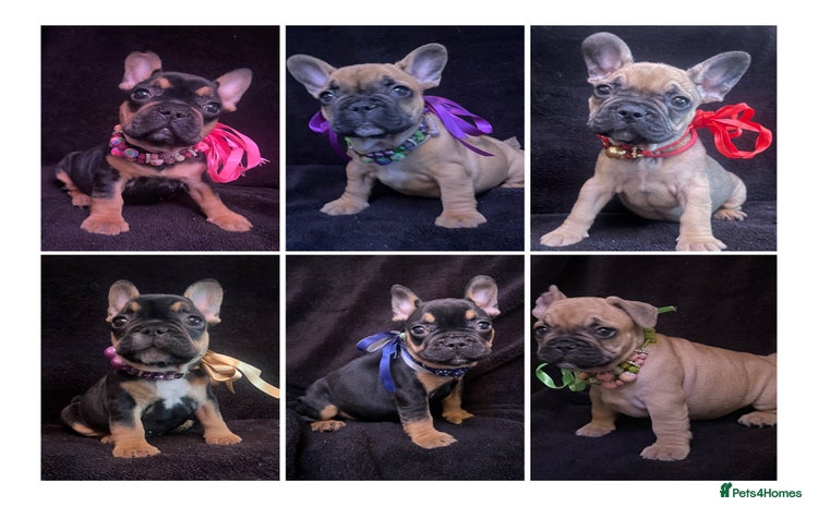 French Bulldog dogs - Advert 3