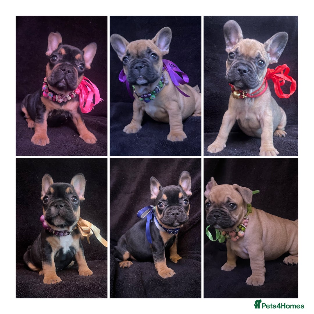 French Bulldog dogs for sale: French Bulldogs Ready to Leave  - Image 1