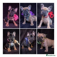 French Bulldog dogs - Advert 7