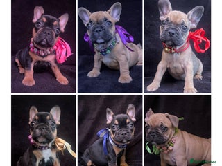 French Bulldog dogs for sale - Advert 1