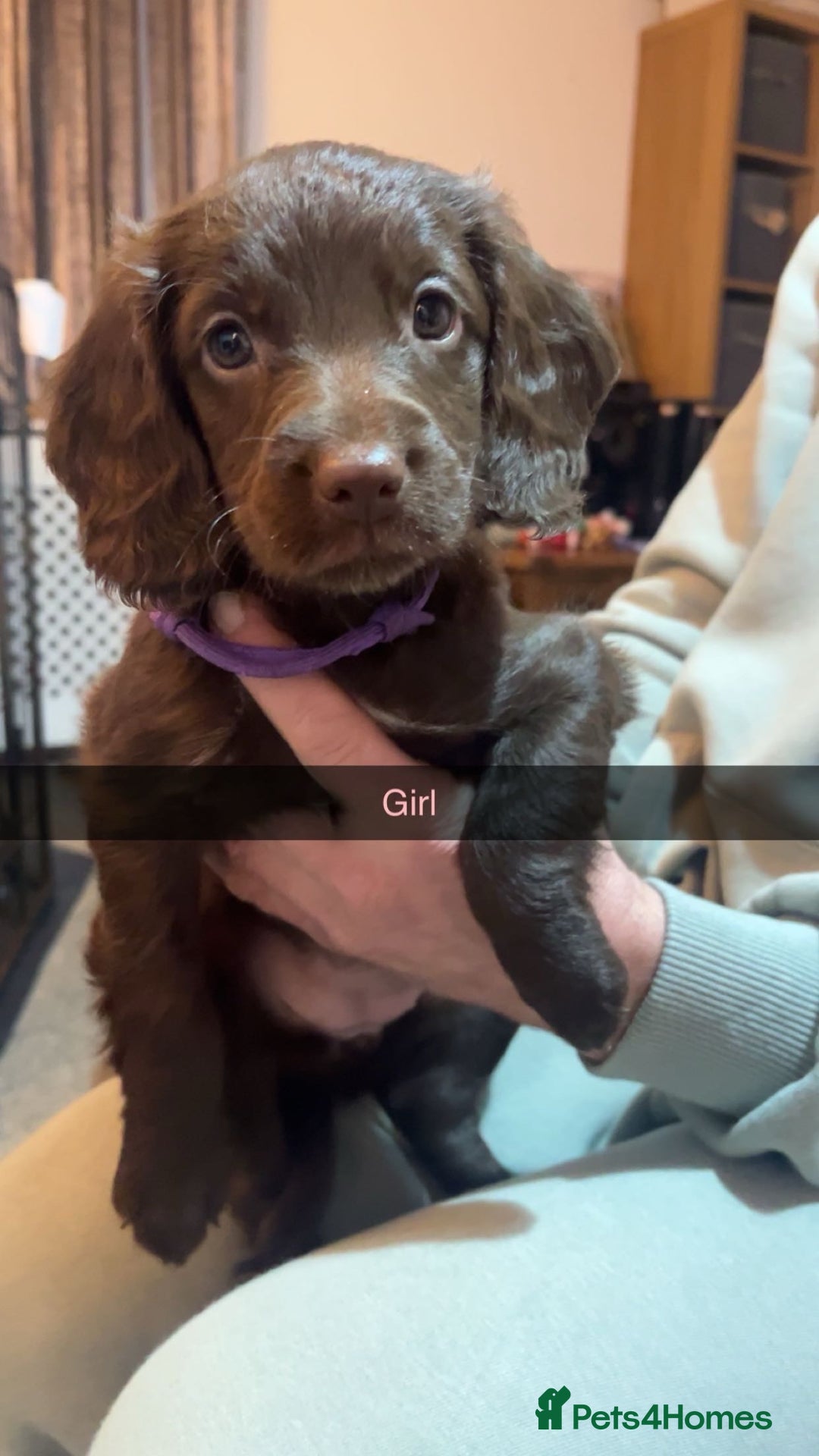 Mixed Breed dogs for sale: 6 Beautiful Sprockerpoos for sale - Advert 2