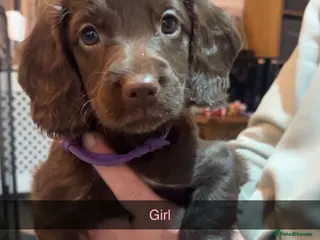 Mixed Breed dogs 6 Beautiful Sprockerpoos for sale - Advert 7