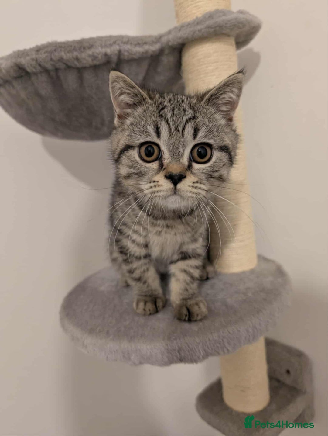 British Shorthair cats for sale:  Ready now. British shorthair kittens  - Image 2