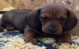 Dachshund dogs for sale: Shaded red male dachshund  - Image 1