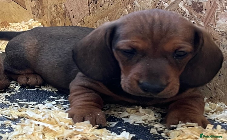 Dachshund dogs - Advert 5