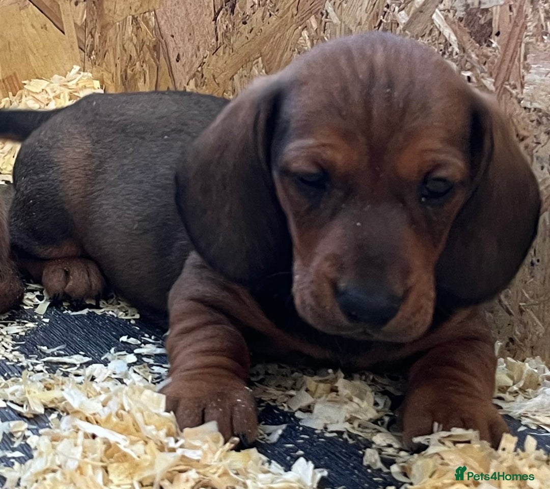 Dachshund dogs for sale: Shaded red male dachshund  - Image 1