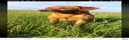 Labrador Retriever dogs for sale: Fox red labarador  - Advert 12