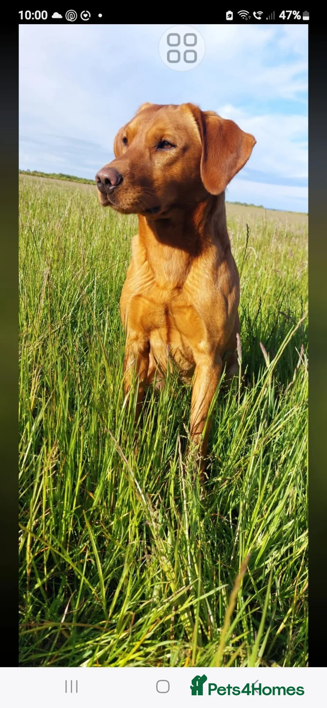 Labrador Retriever dogs for sale: Fox red labarador  - Advert 12