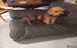 Patterdale Terrier dogs for sale: Patterdale 12weeks - Image 8