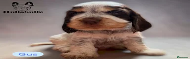 Gus
