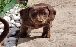 Miniature Dachshund dogs for sale: Mini Dachshund Puppies - Image 2
