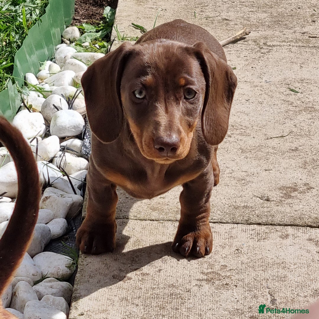 Miniature Dachshund dogs for sale: Mini Dachshund Puppies - Image 2