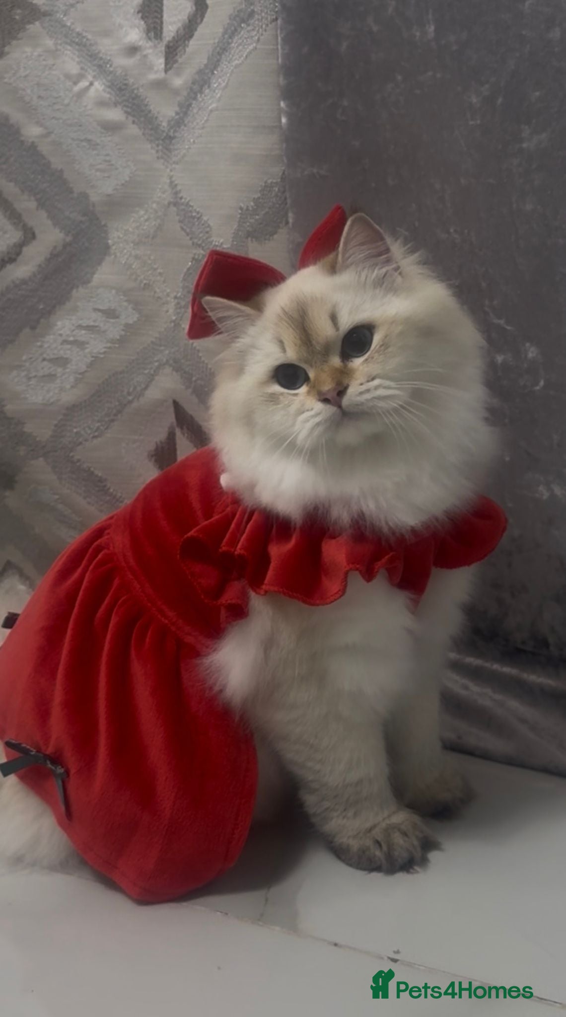 British Longhair cats British longhair  - Advert 2