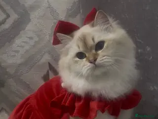 British Longhair cats British longhair - Advert 5