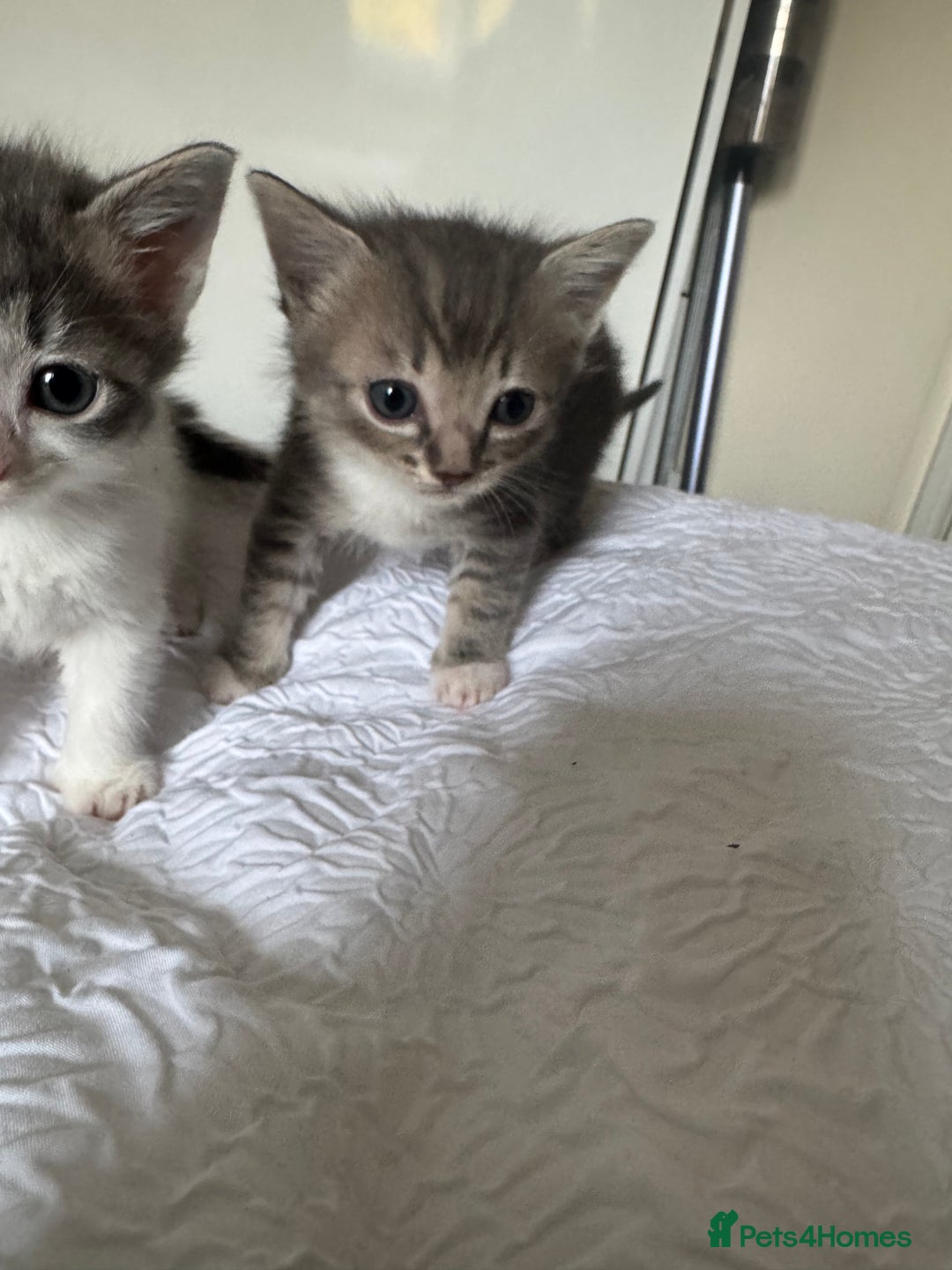 Domestic Shorthair cats for sale: 7 kittens ready 22nd November  - Image 11