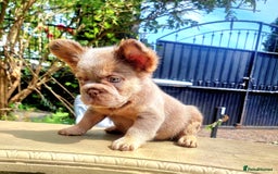 French Bulldog dogs for sale: Beautiful French bulldogs - Image 30
