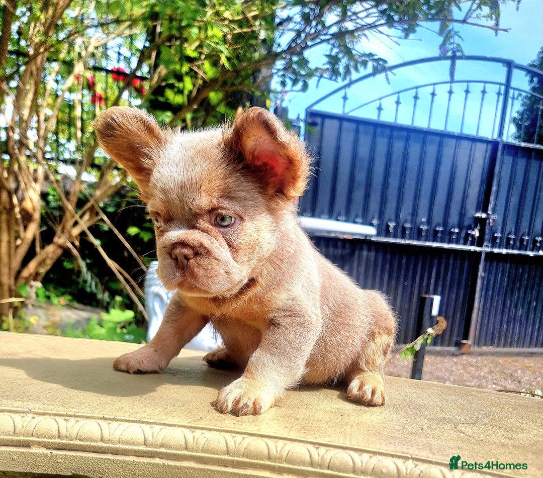 French Bulldog dogs for sale: Beautiful French bulldogs - Image 30