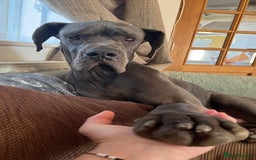 Great Dane dogs for sale: Handsome Male Great Dane - Advert 3