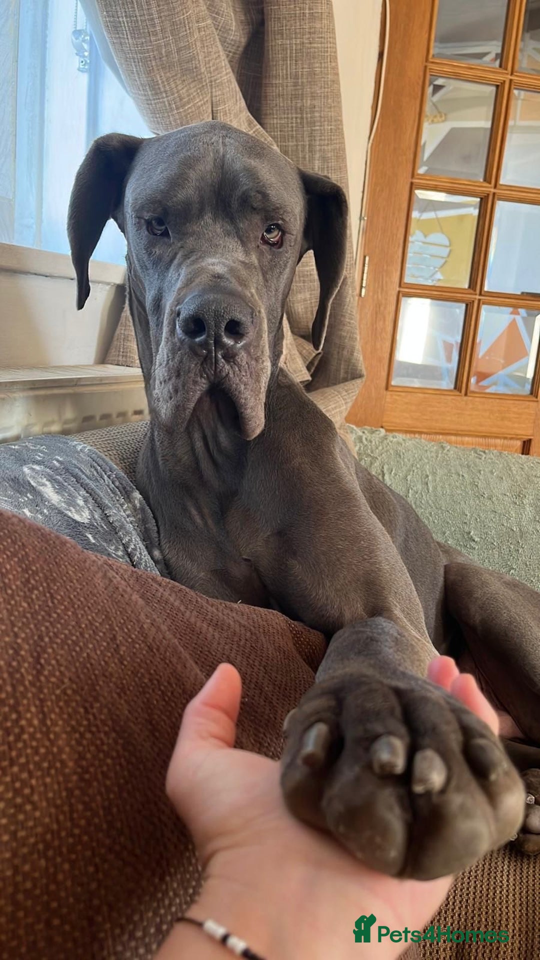 Great Dane dogs for sale: Handsome Male Great Dane - Advert 3