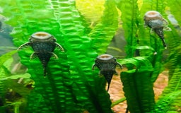 Plecos fish for sale: L144 Blue Eyed Bristlenose Pleco size 3 cm - Image 20