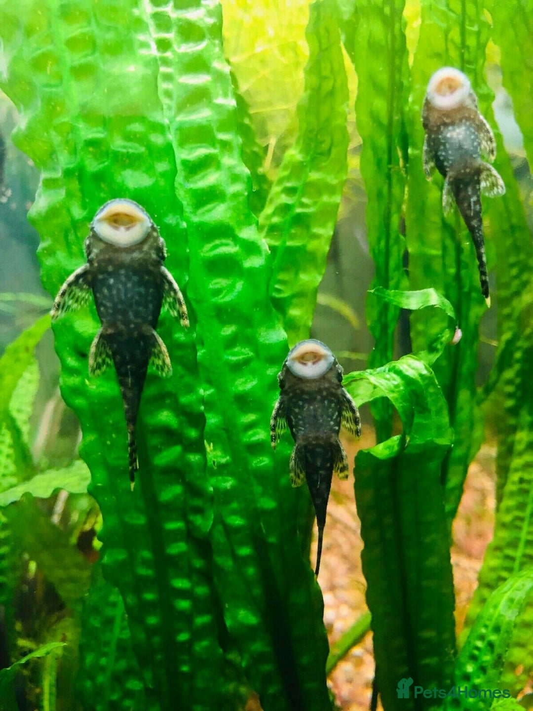 Plecos fish for sale: L144 Blue Eyed Bristlenose Pleco size 3 cm - Image 20