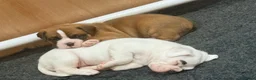 Boxer dogs for sale: Female Boxer Puppies  in Wellingborough - Advert 4