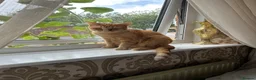 Domestic Shorthair cats for sale: Simba fully ginger cat  in Bury - Advert 4