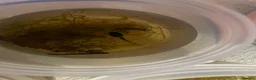 Frog reptiles for sale: 3 tinc azureos tadpoles ready to go  in Milton Keynes - Advert 3