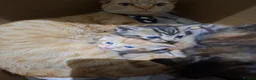 Mixed Breed cats for sale: 3 Kittens - Advert 3