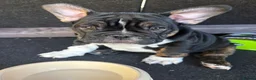 Mixed Breed dogs for sale: Frenglish puppy  in Tonypandy - Advert 1