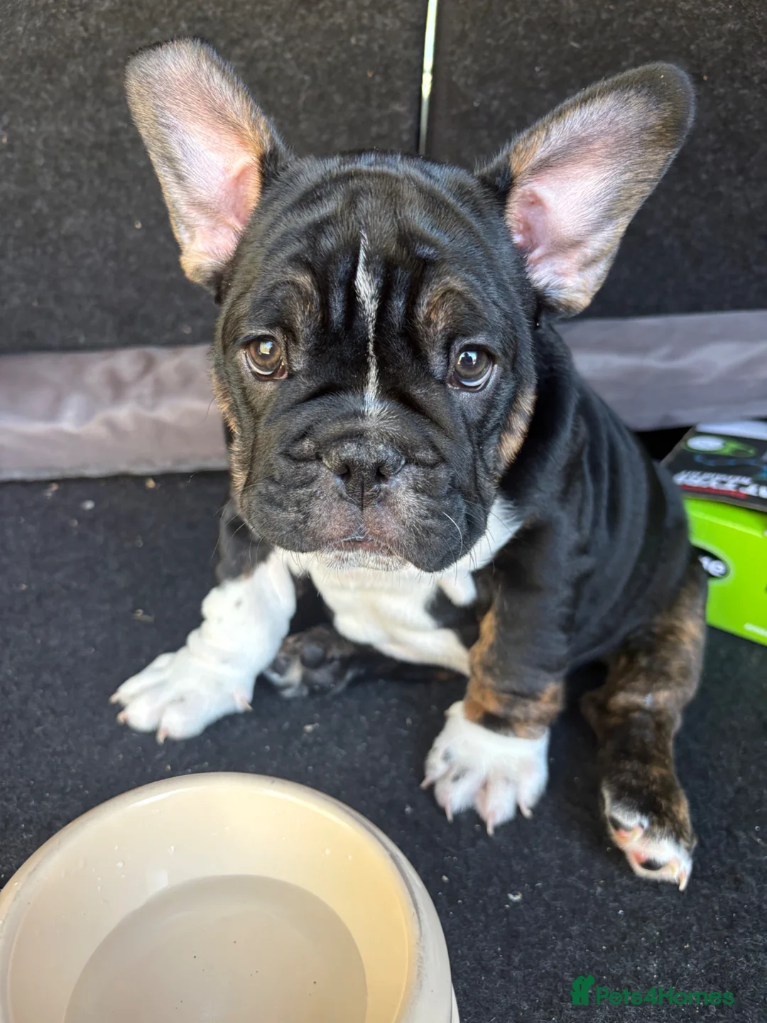 Mixed Breed dogs for sale: Frenglish puppy  in Tonypandy - Advert 1