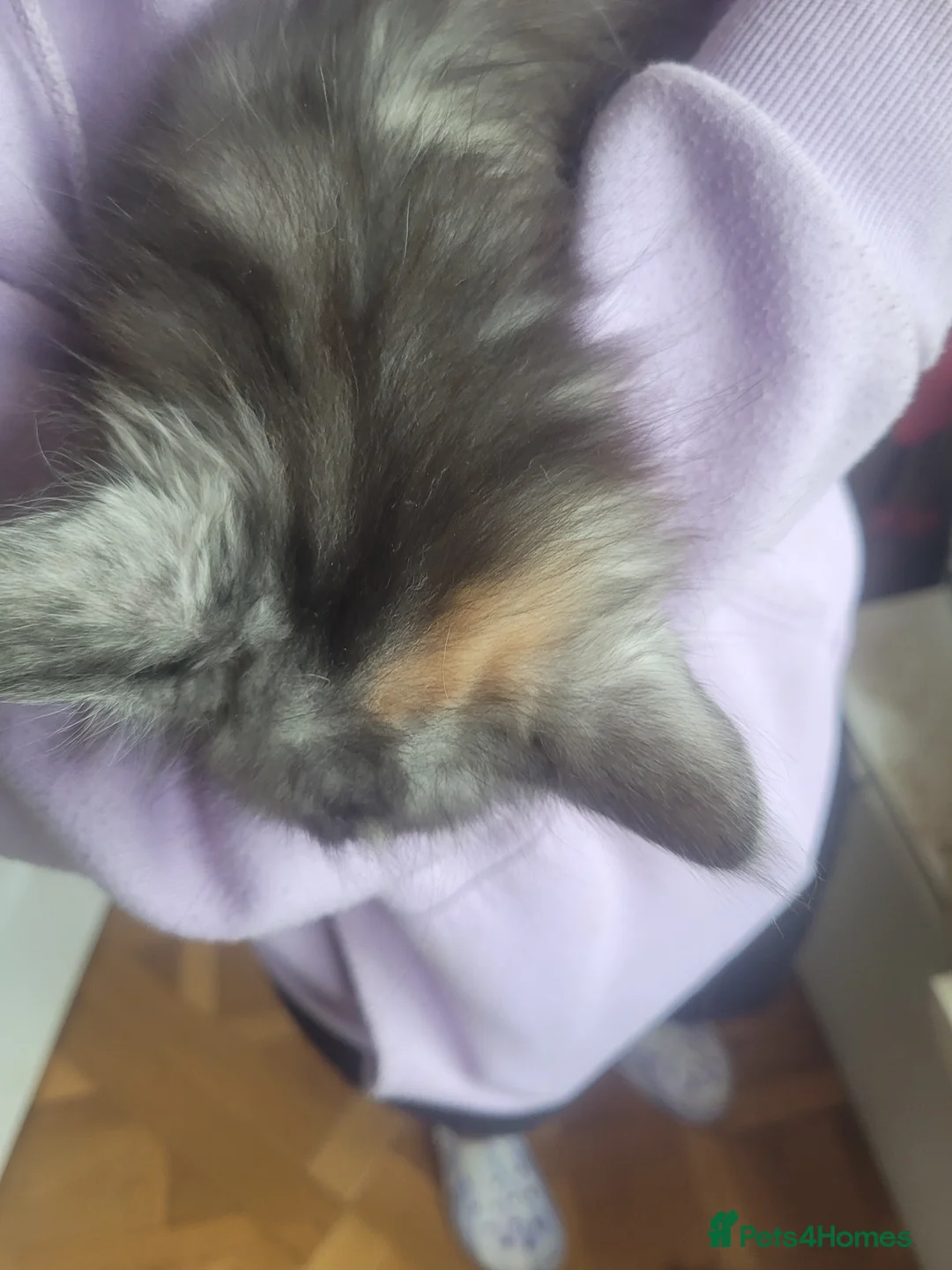 Maine Coon cats for sale: 5 Maine coon X kittens - Advert 2