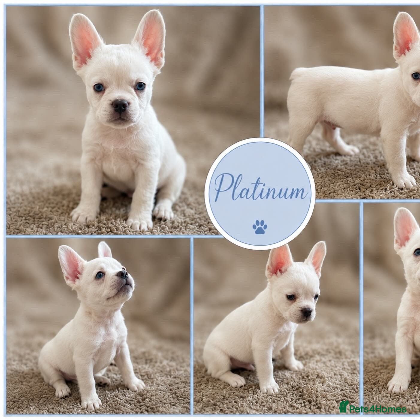 French Bulldog dogs READY NOW! Beautiful KC Reg French Bulldog Pups - Advert 10