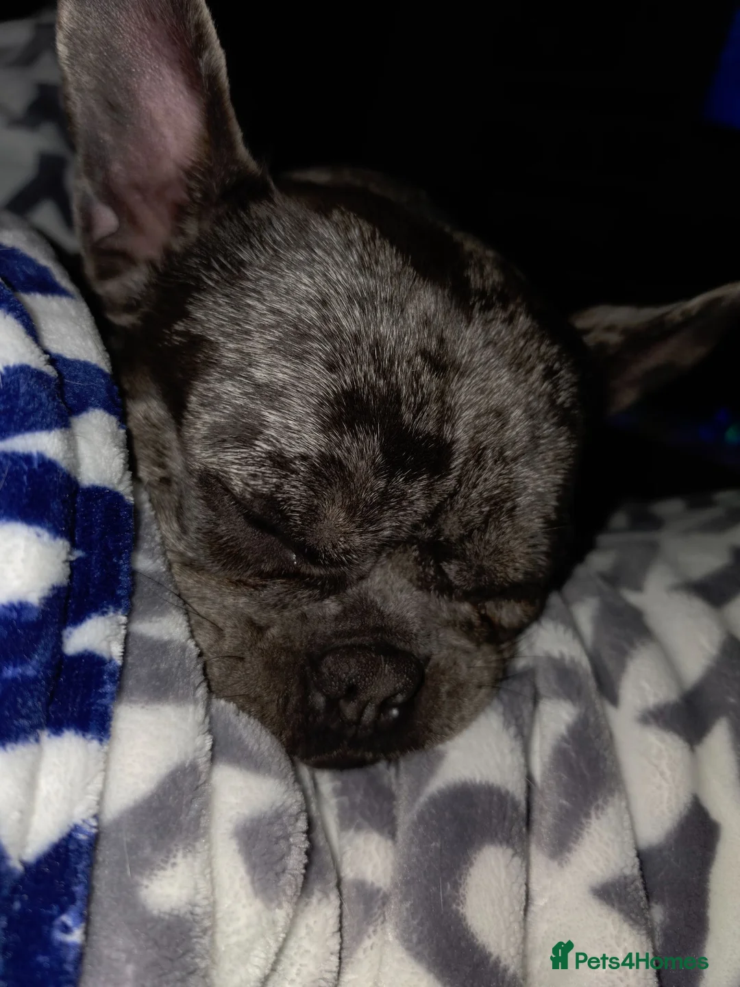 French Bulldog dogs for sale: Forever home/STRICTLY NO OTHER PETS - Advert 3