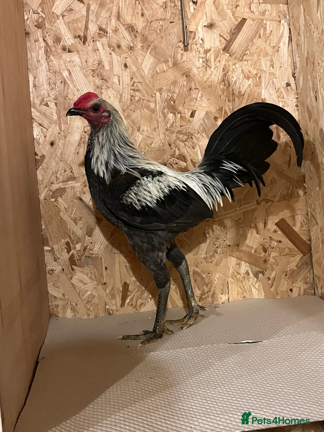 Chickens poultry for sale: Gray old English game (Carlisle)  - Advert 1