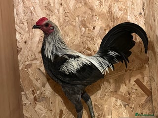 Chickens poultry Gray old English game (Carlisle) - Advert 2