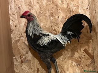 Chickens poultry Gray old English game (Carlisle) - Advert 23