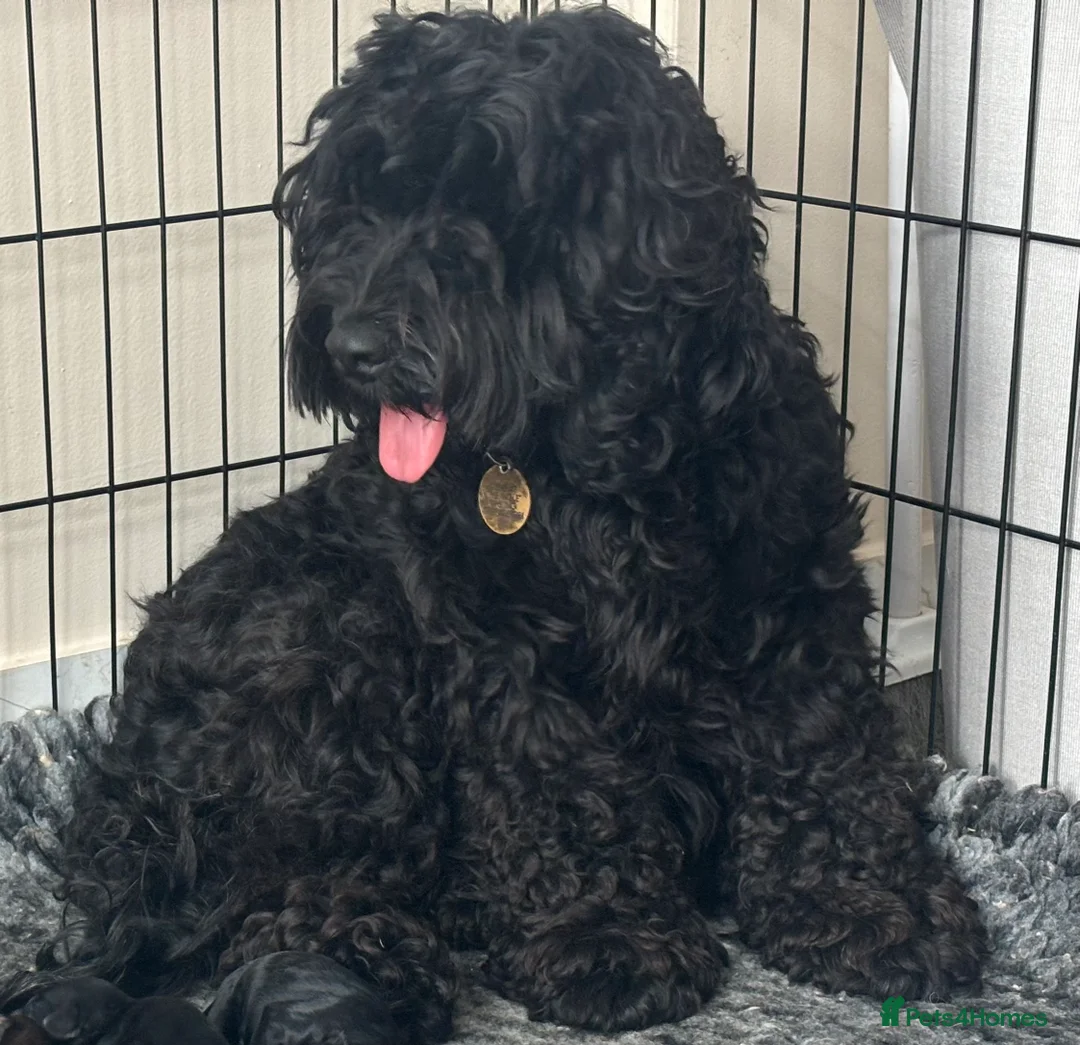 Cockapoo dogs for sale: ‼️ Attention Please ‼️ - Advert 28