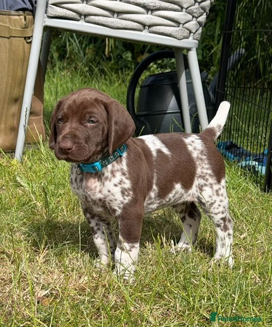 German Shorthaired Pointer dogs KC Registered German Shorthaired Pointer Puppies - Advert 1