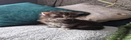 Maine Coon cats for sale: Stunning Maine Coon Kittens - Advert 6