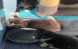 Mixed Breed cats for sale: 2 boys 1 girl left - Image 9