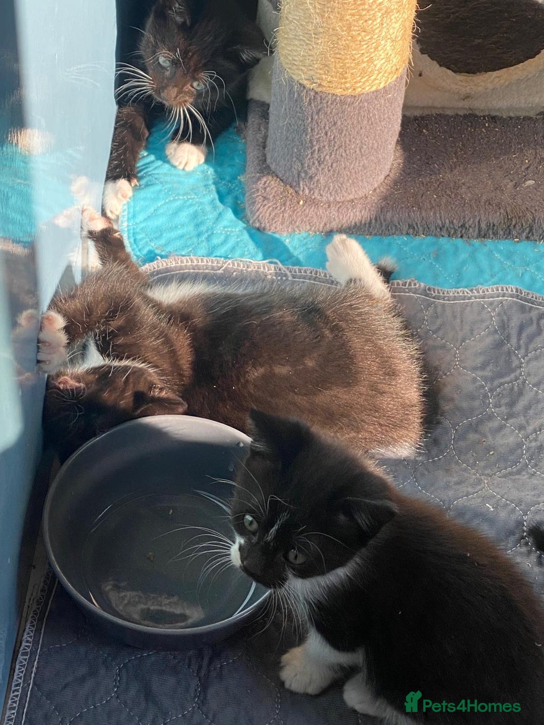 Mixed Breed cats for sale: 2 boys 1 girl left - Image 9