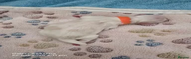 Miss orange 