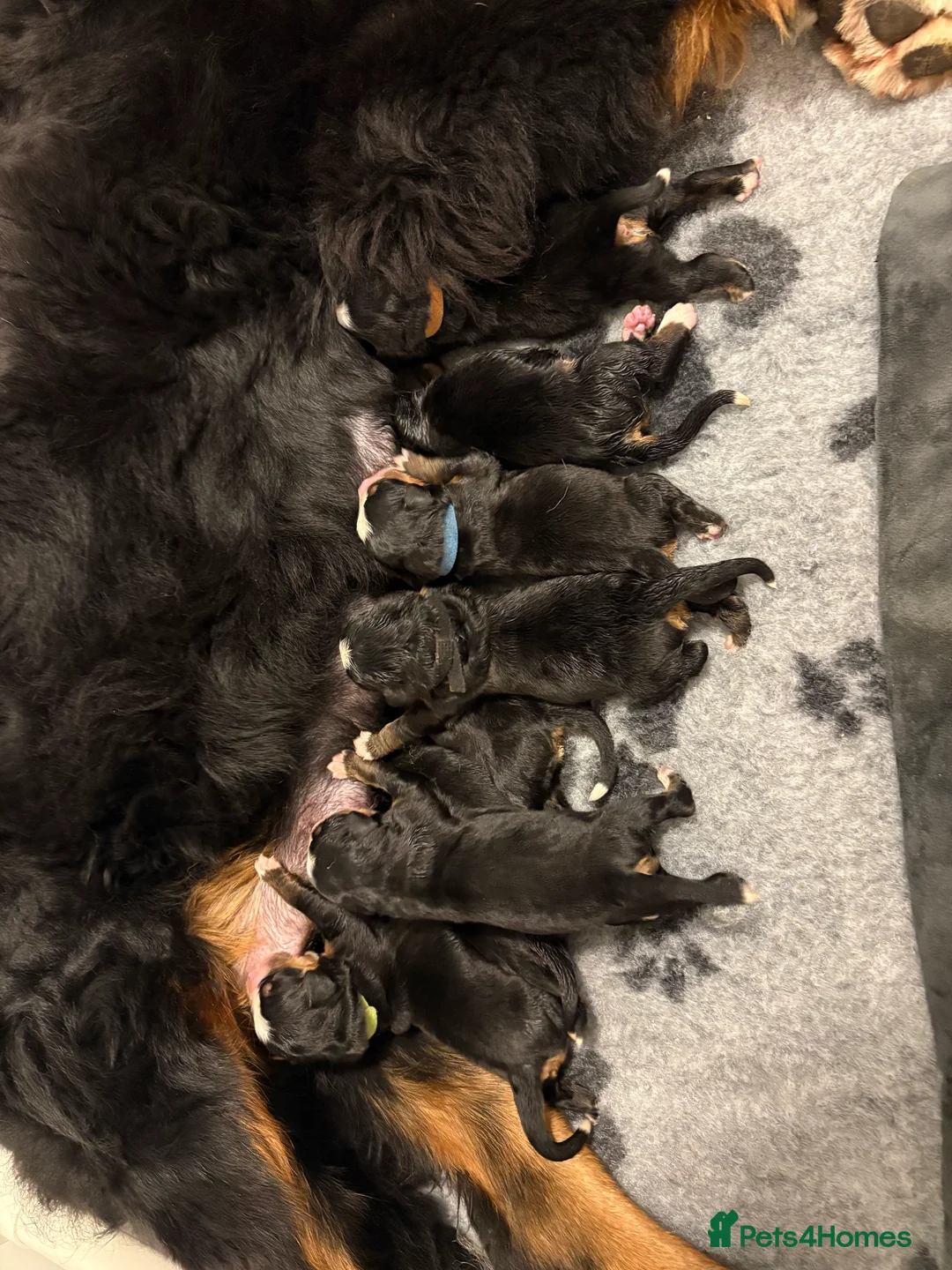 Bernese Mountain Dog dogs for sale: Beautiful KC reg Bernese Mountain puppies - Advert 1