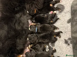 Bernese Mountain Dog dogs Beautiful KC reg Bernese Mountain puppies - Advert 1